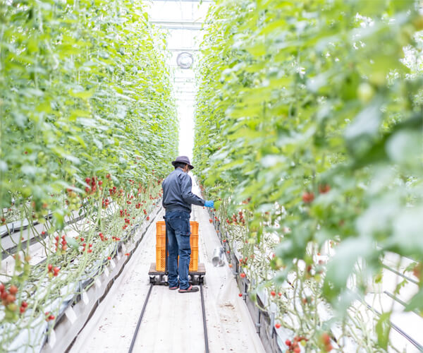 募集要項の画像