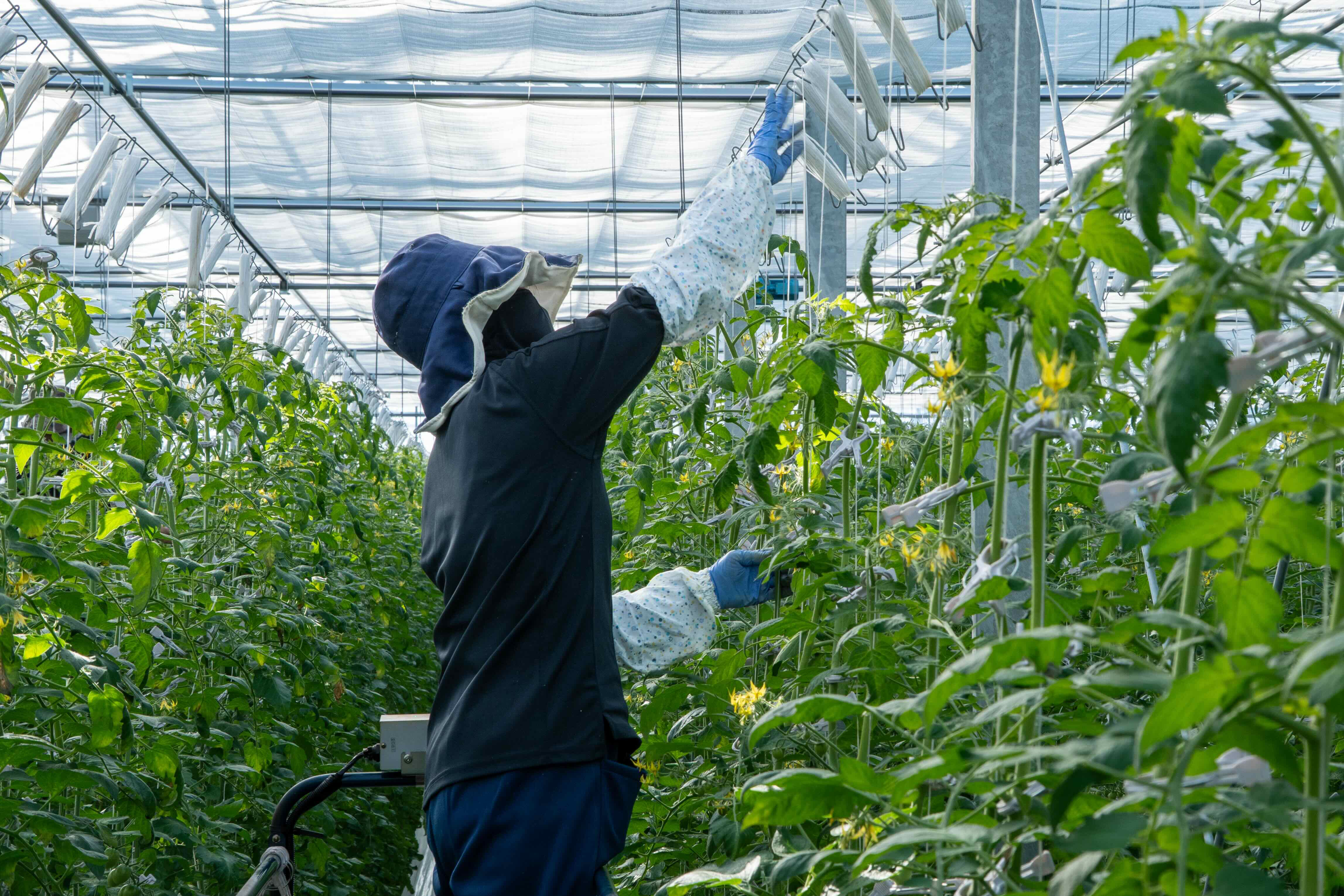 募集要項の画像