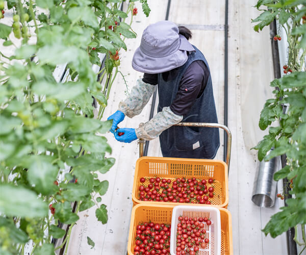 募集要項の画像