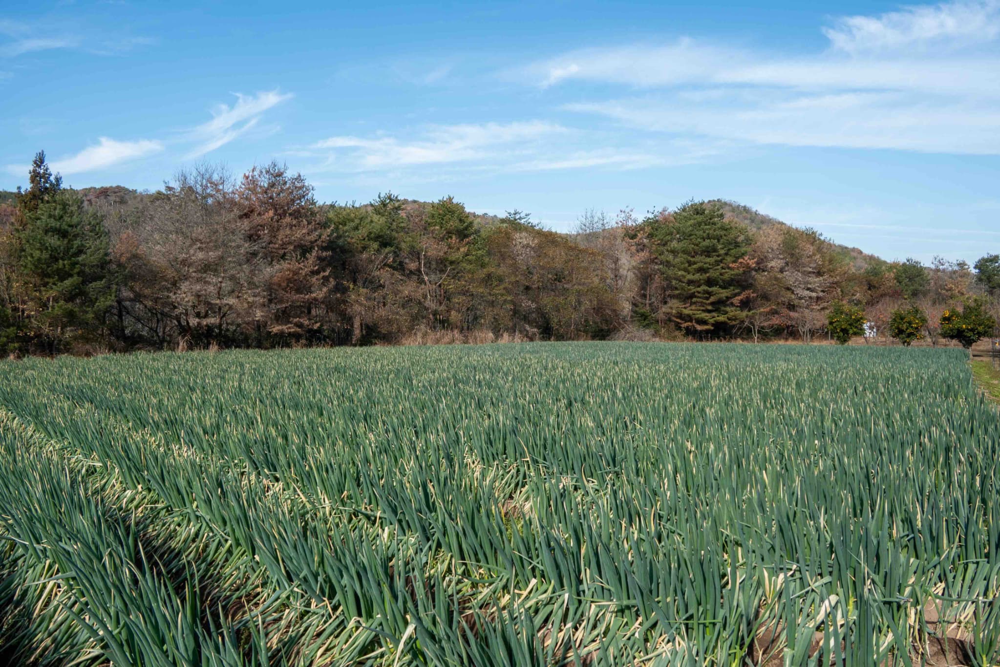 募集要項の画像