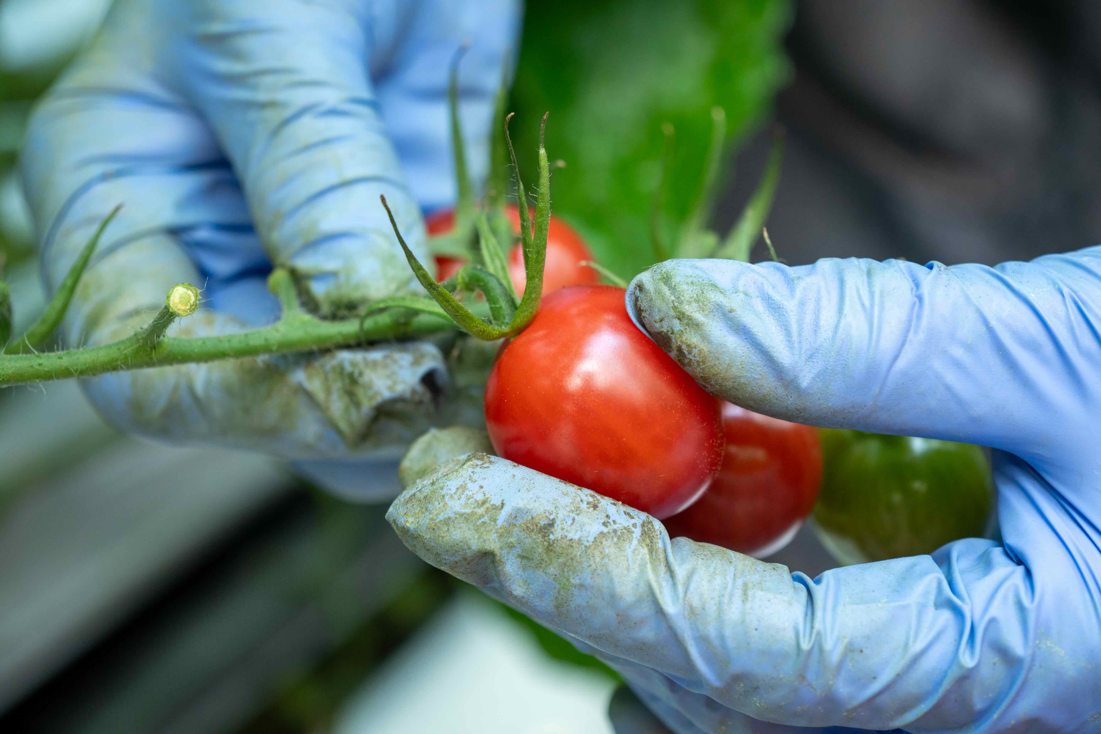   募集要項の画像